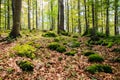 Woodland in KoÃÂevski Rog